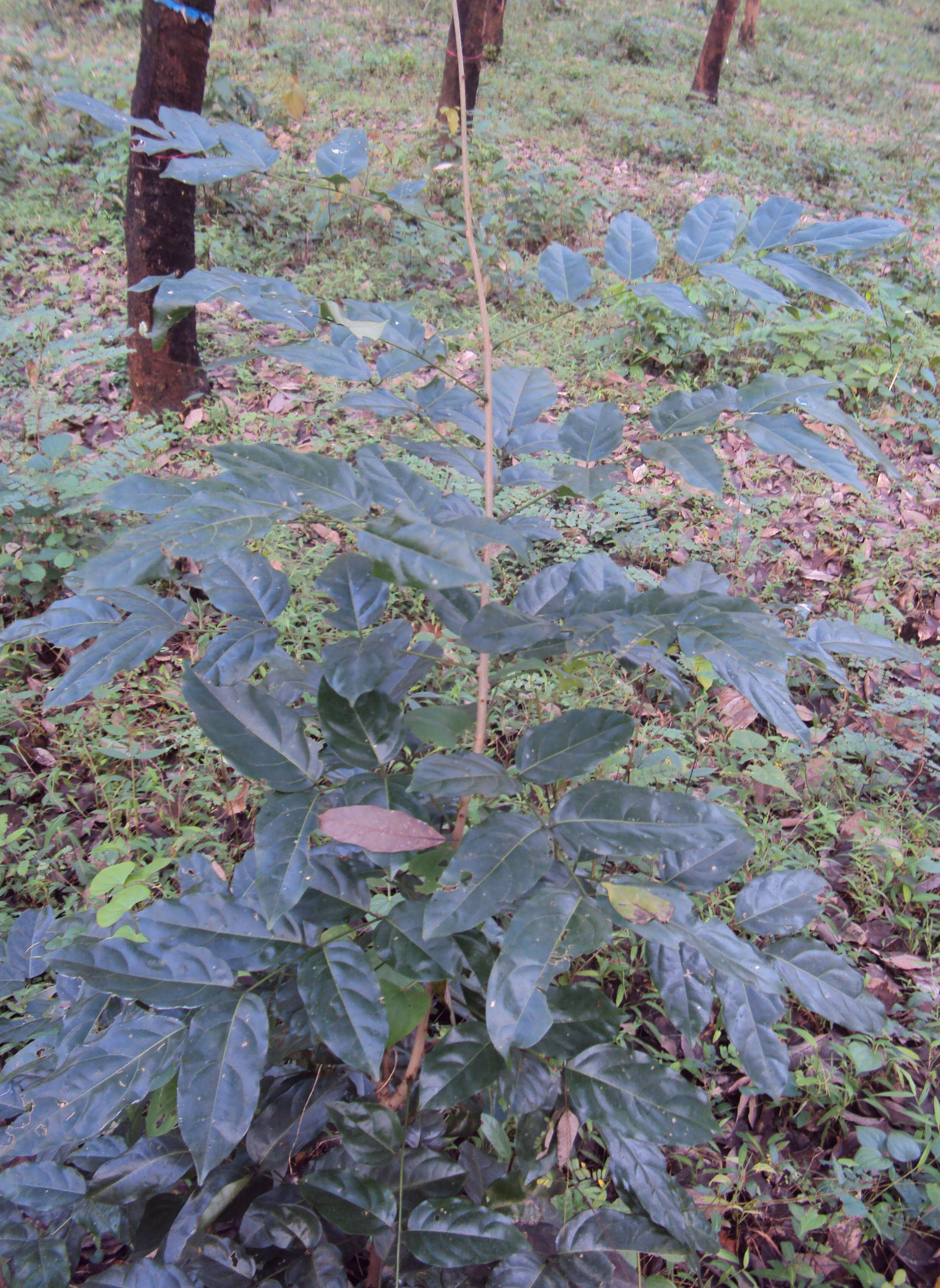 Image of Aganope thyrsiflora (Benth.) Polhill