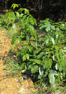 Image of Aganope thyrsiflora (Benth.) Polhill