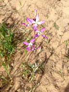 Image of night scented stock