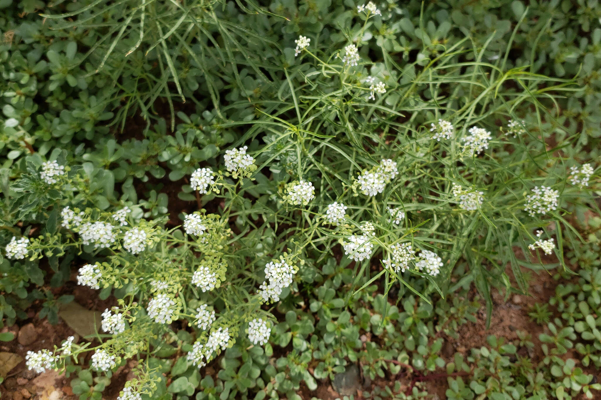 Sivun Lepidium alyssoides A. Gray kuva