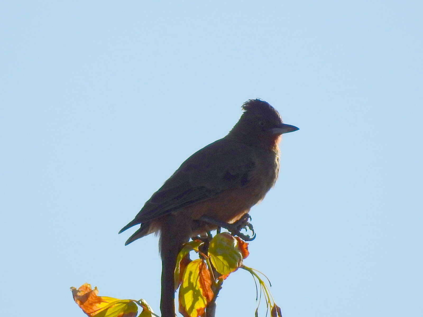 Image of Brown Cacholote