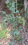 Image of Aganope thyrsiflora (Benth.) Polhill