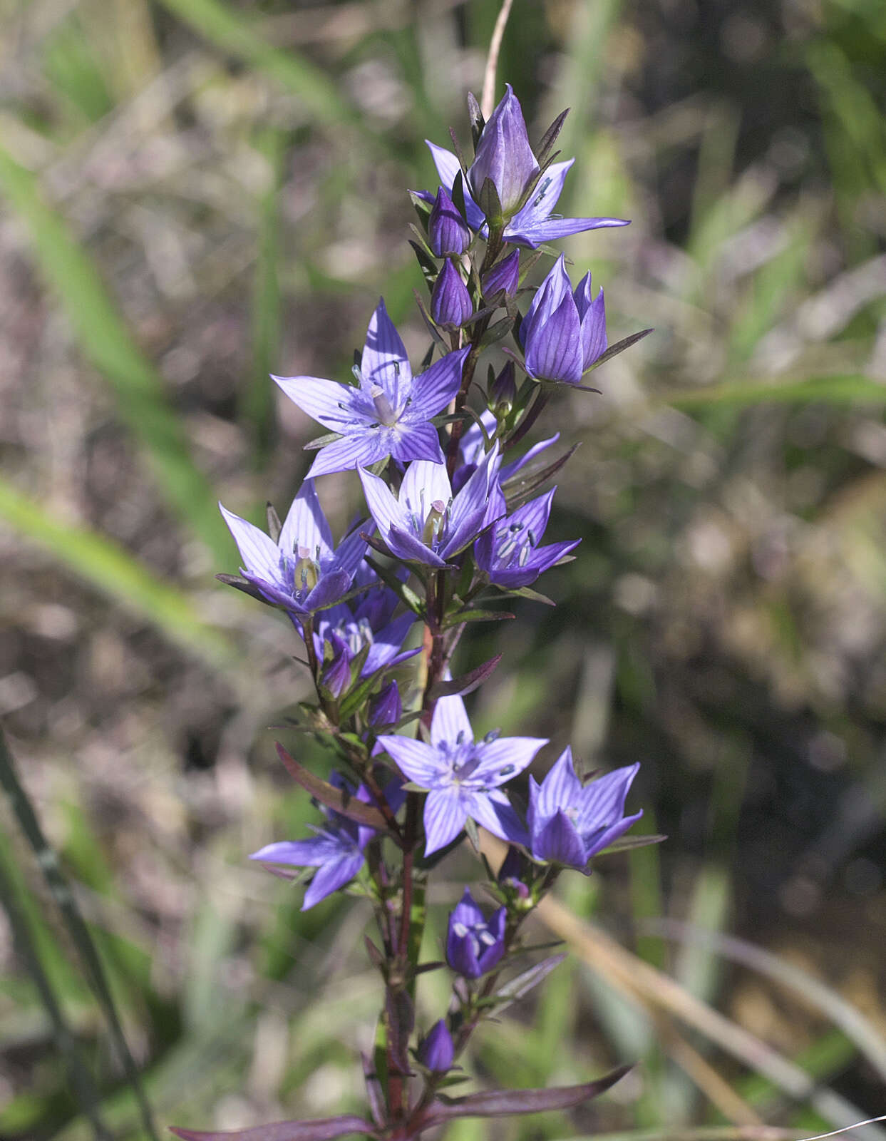 Image of Swertia pseudochinensis Hara