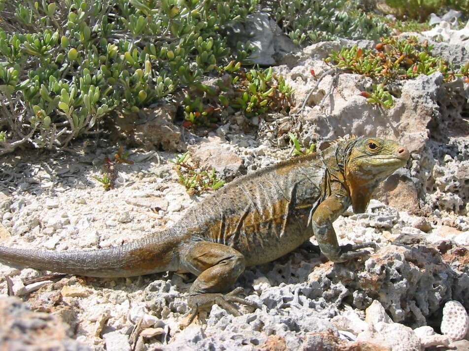 Image of Cyclura rileyi rileyi Stejneger 1903