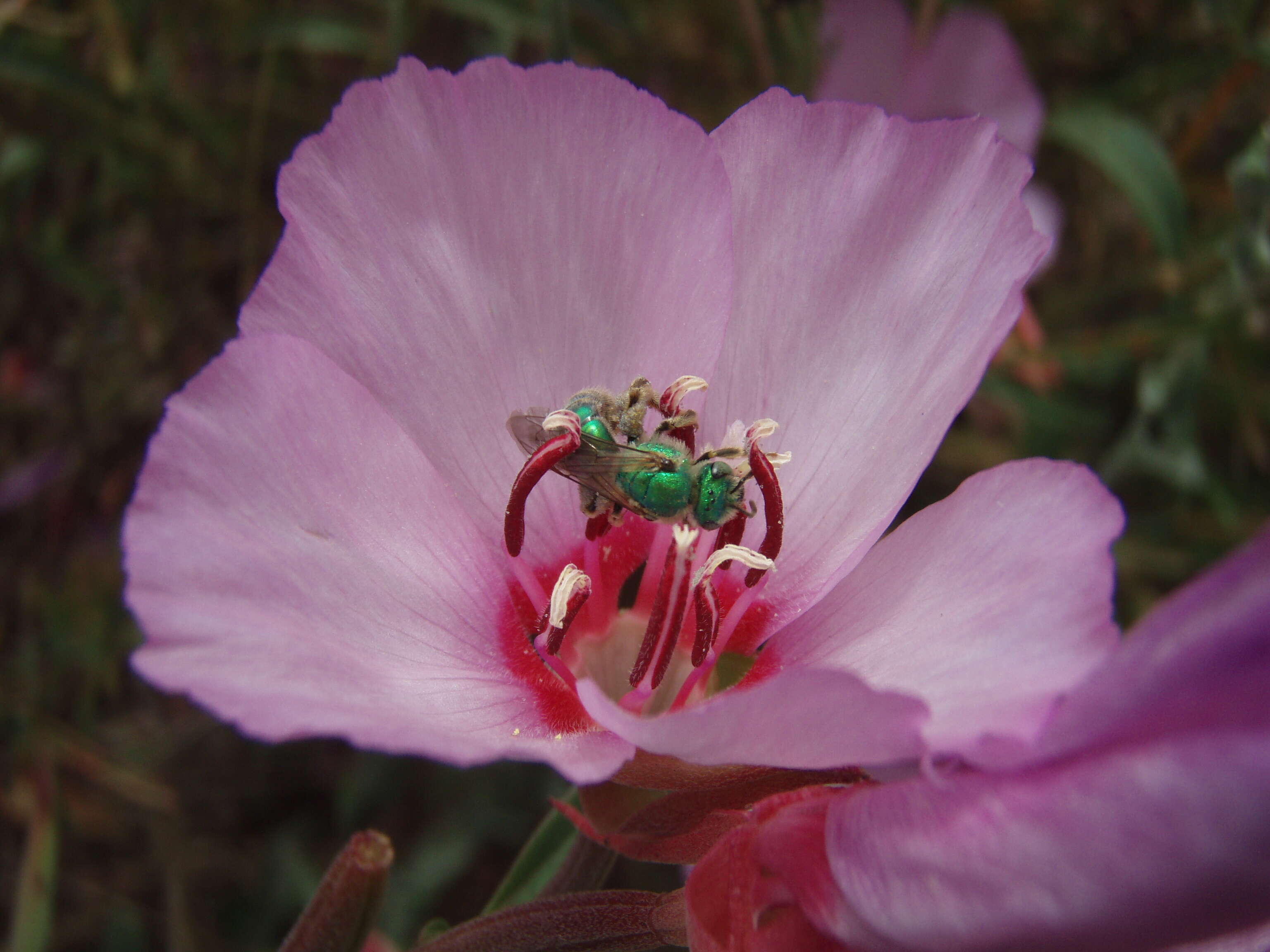 Image of Metallic Green Bees