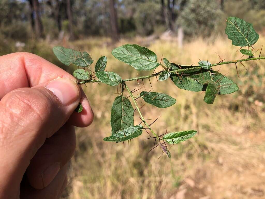 Image of Solanum latens A. R. Bean