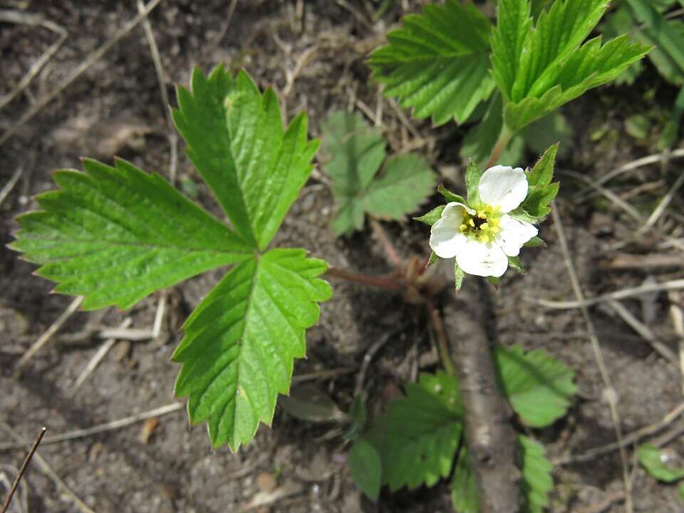 Image of woodland strawberry