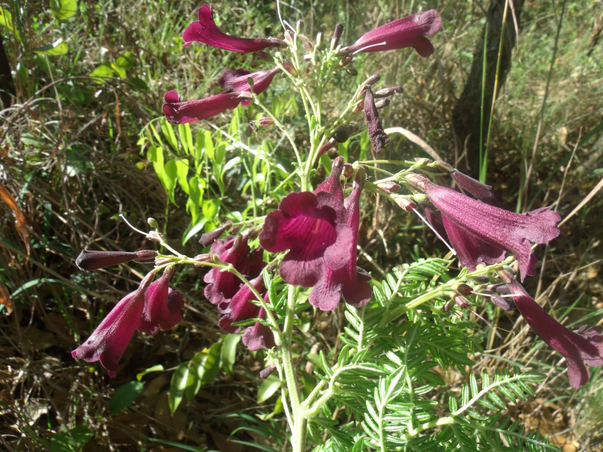 Image of Jacaranda ulei Bureau & K. Schum.