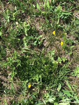 Image of showy buttercup