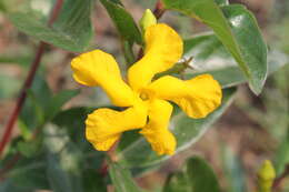 Image of Mandevilla mexicana (Müll. Arg.) R. E. Woodson