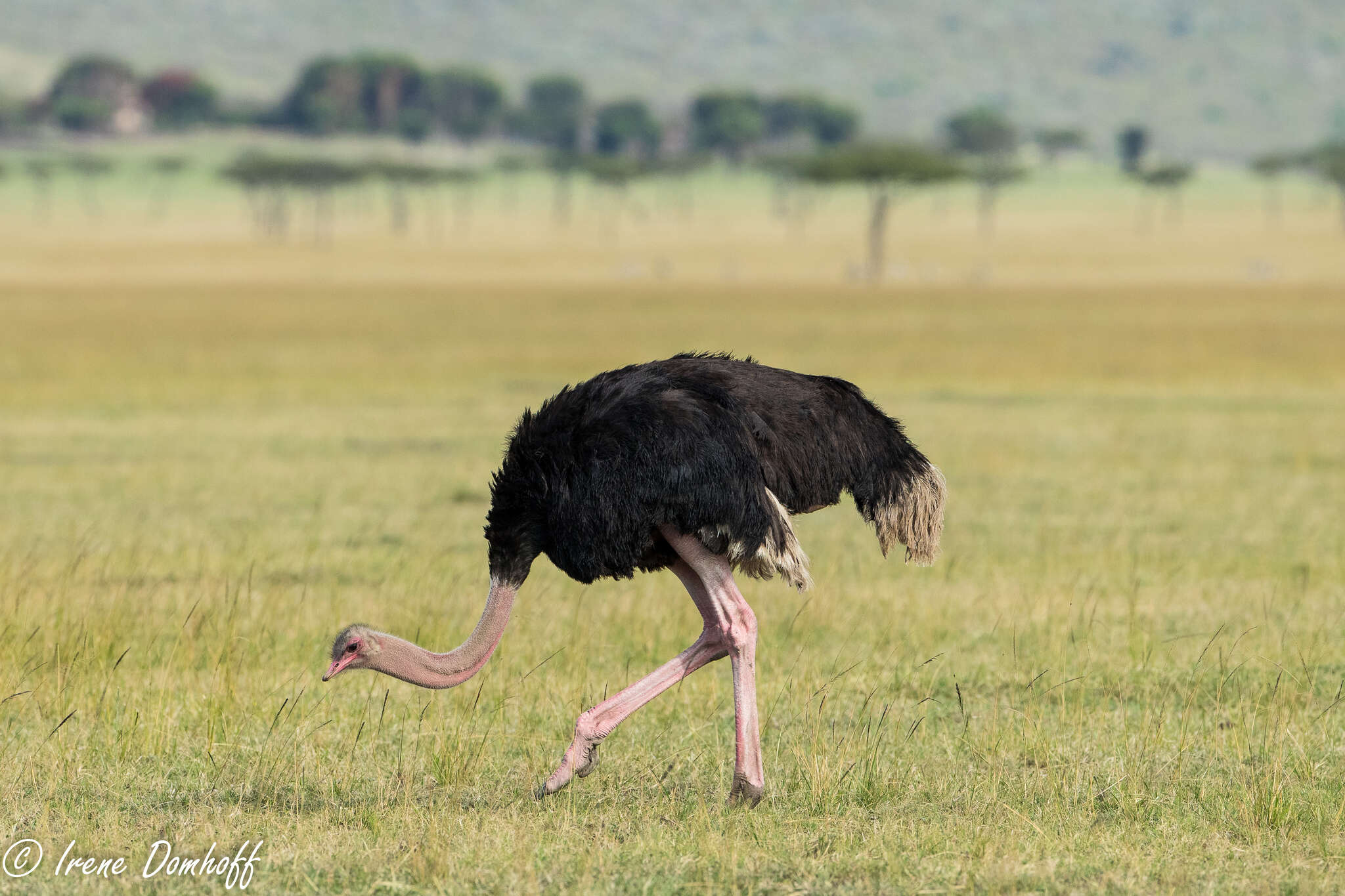 Image of Masai ostrich