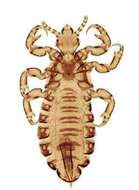 Pediculus humanus humanus Linnaeus 1758 resmi