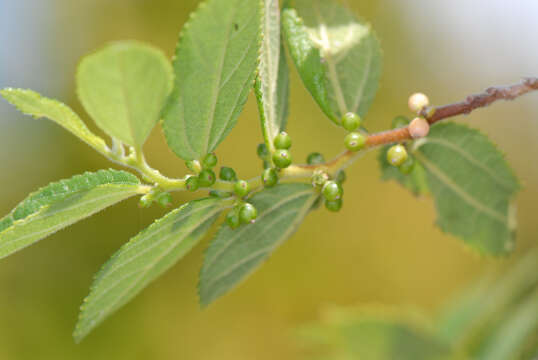 Trema lamarckiana (Roem. & Schult.) Bl.的圖片