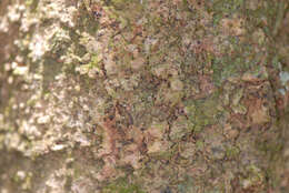 Celtis laevigata Willd.的圖片