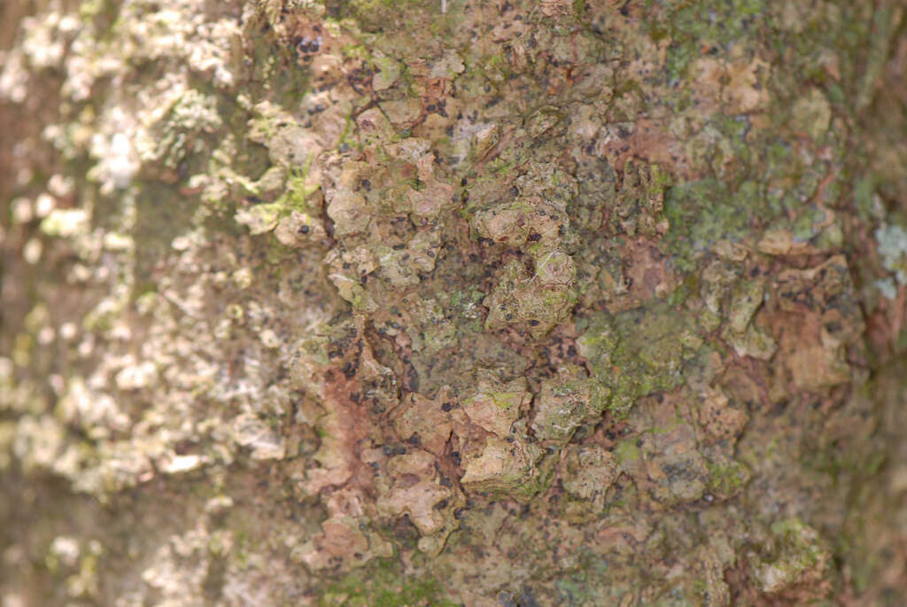 Image of Southern Hackberry