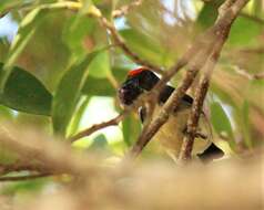 Image of Scarlet-backed Flowerpecker