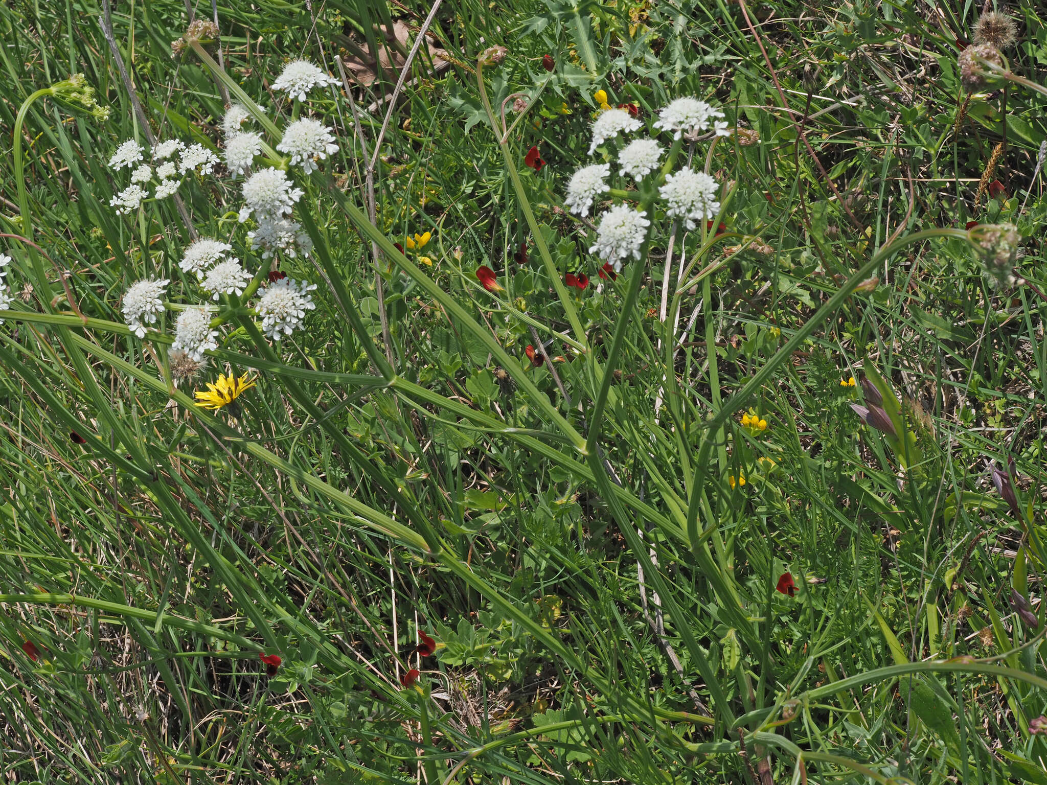 Image of corky-fruited water-dropwort