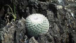 Image of Mammillaria albilanata Backeb.