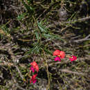 Image de Chorizema ilicifolium Labill.