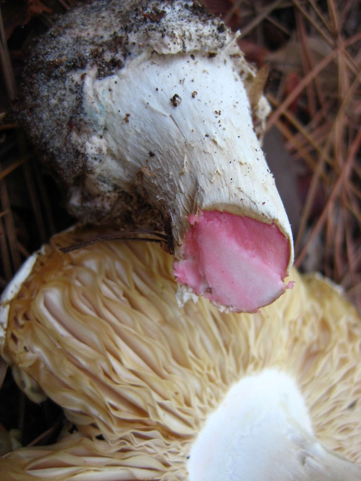 Image of Amanita mutabilis Beardslee 1919