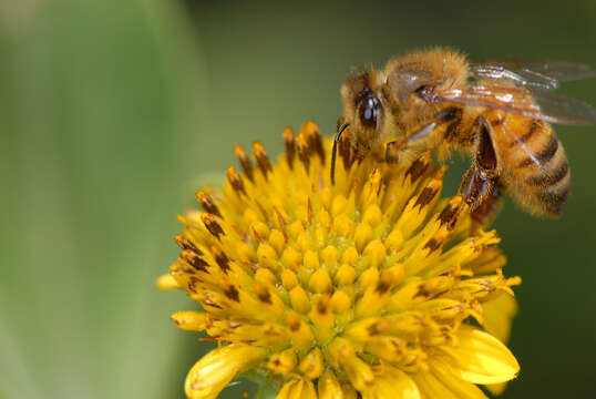 Image of Sea Oxeye