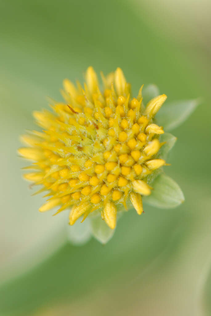 Plancia ëd Borrichia frutescens (L.) DC.