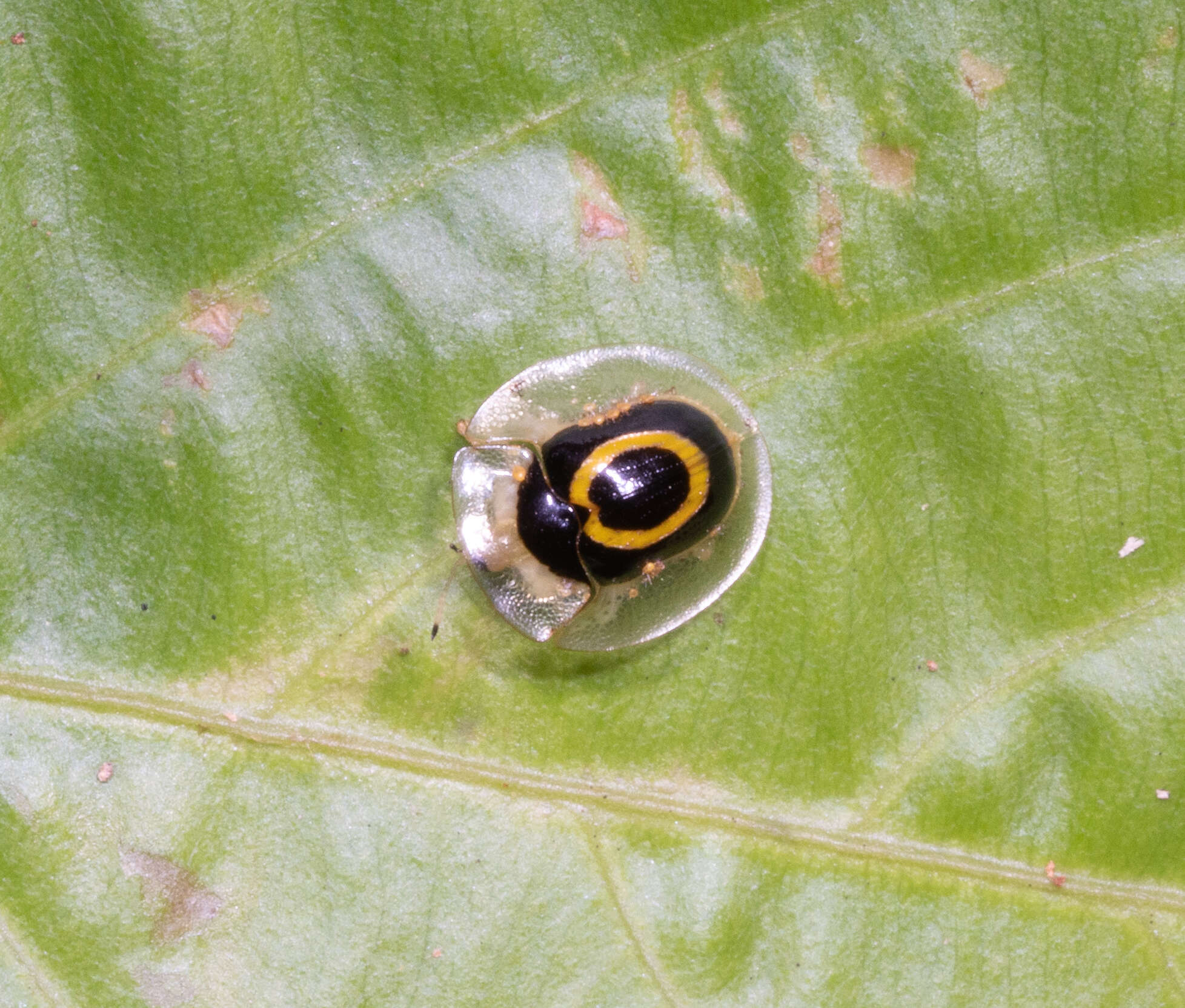 Image of Plagiometriona phoebe (Boheman 1855)