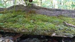 Image of cup lichen