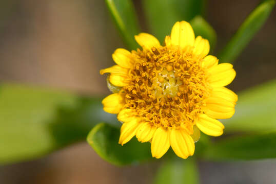 صورة Borrichia arborescens (L.) DC.