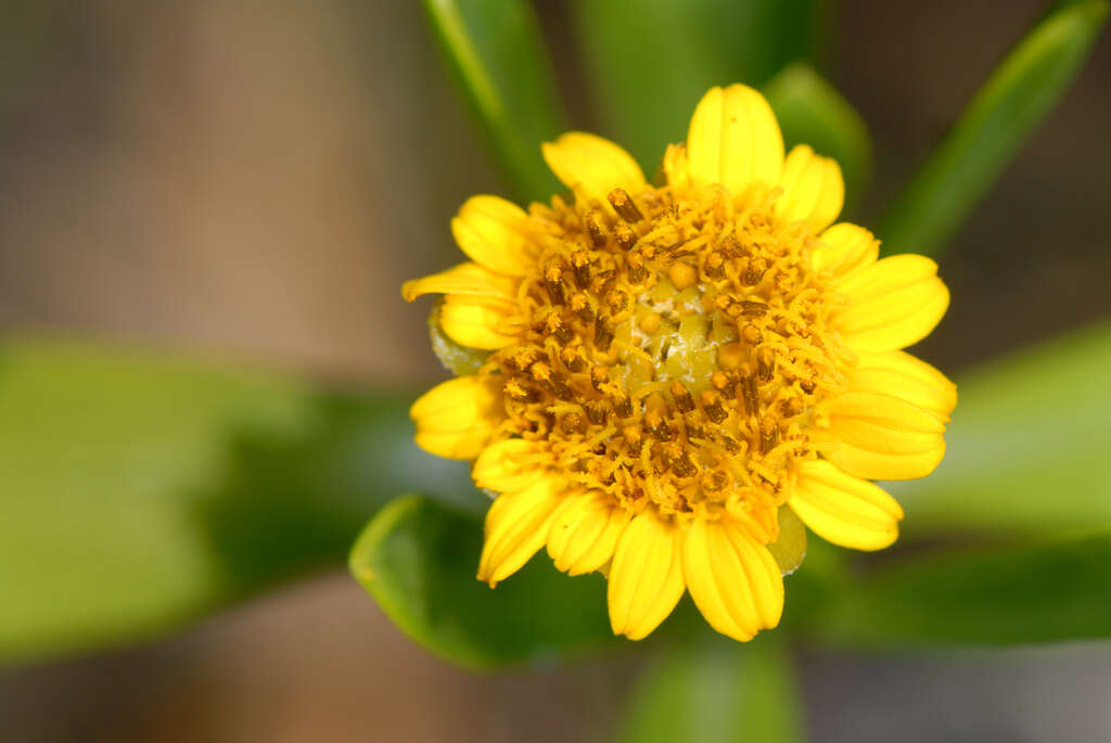 Image of Tree Oxeye