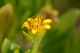 Image of Tree Oxeye