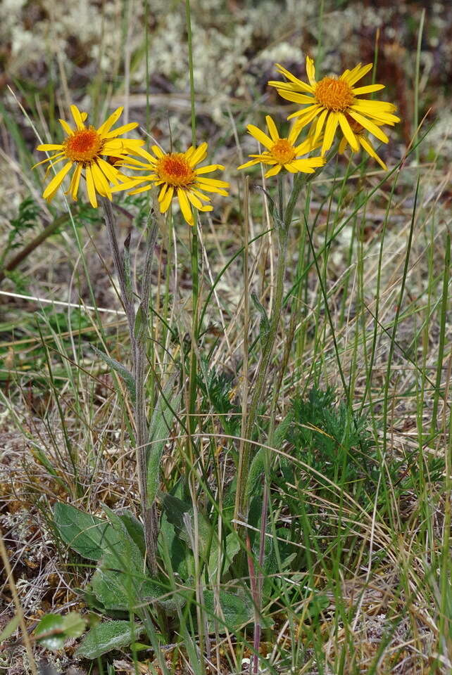 Image of fuscate groundsel