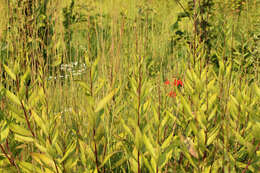 Image of showy goldenrod