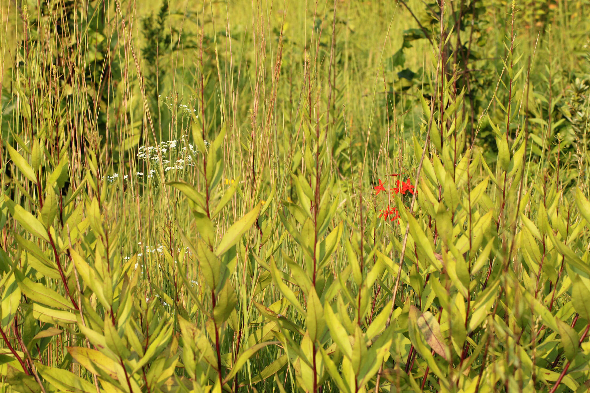 Image of showy goldenrod