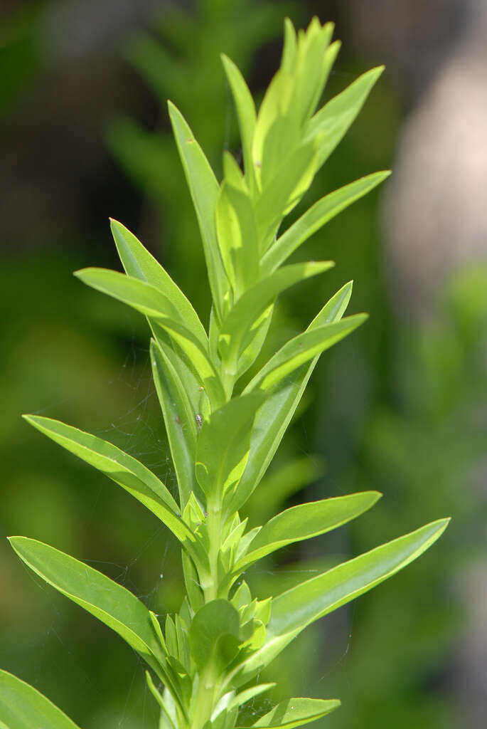 Image of seaside goldenrod