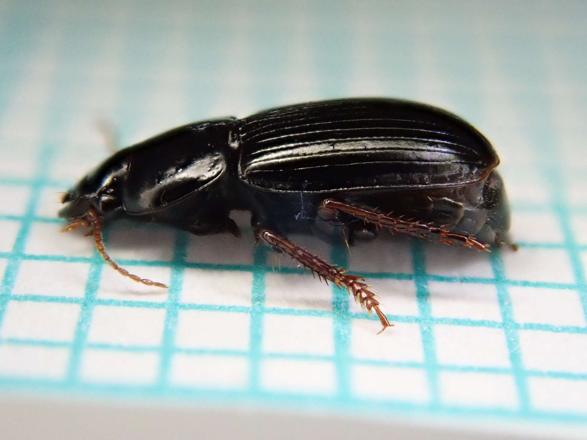 Sivun Harpalus (Harpalus) pumilus Sturm 1818 kuva