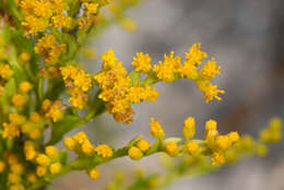 Image of seaside goldenrod