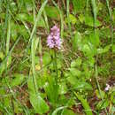 Image of Dactylorhiza fuchsii subsp. fuchsii