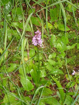 Image de Dactylorhiza fuchsii subsp. fuchsii