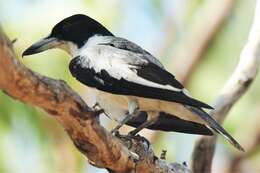 Image of Silver-backed Butcherbird