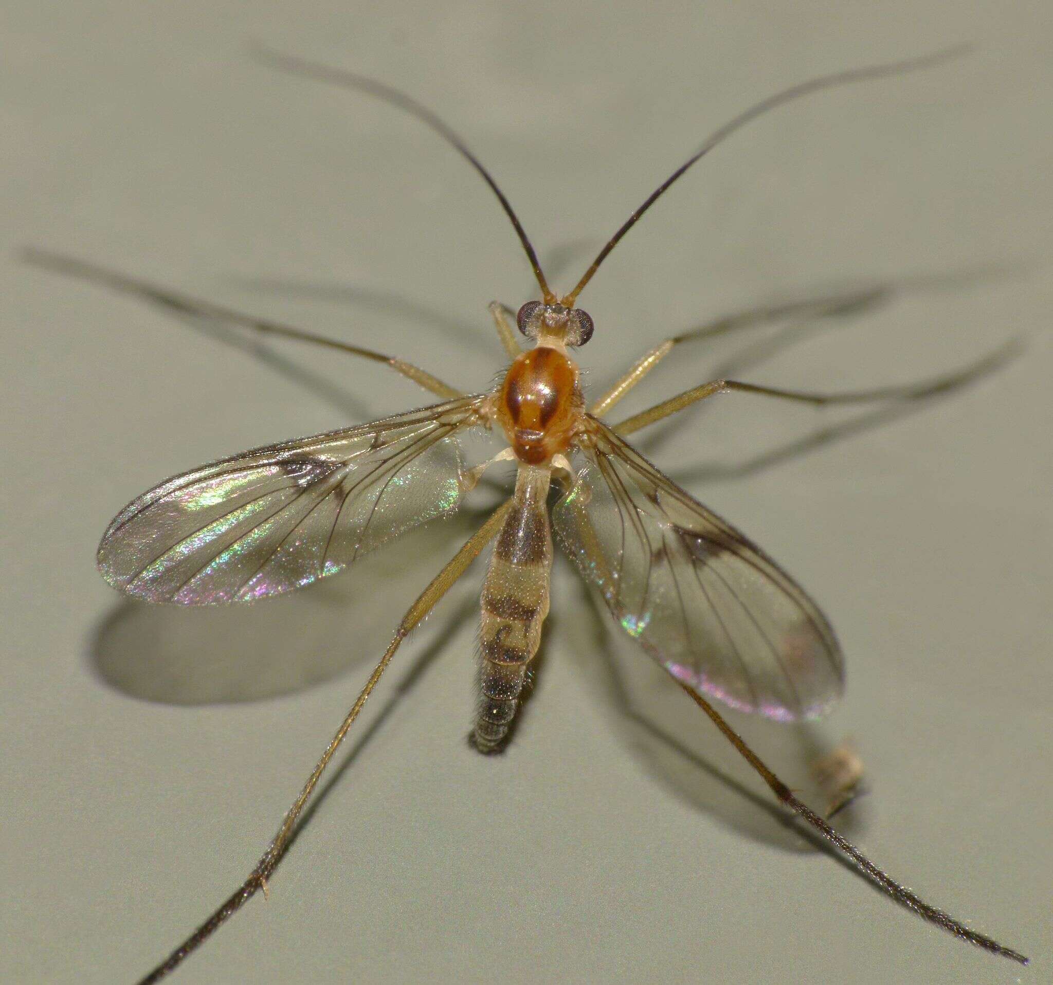 Image of Macrocera scoparia Marshall 1896