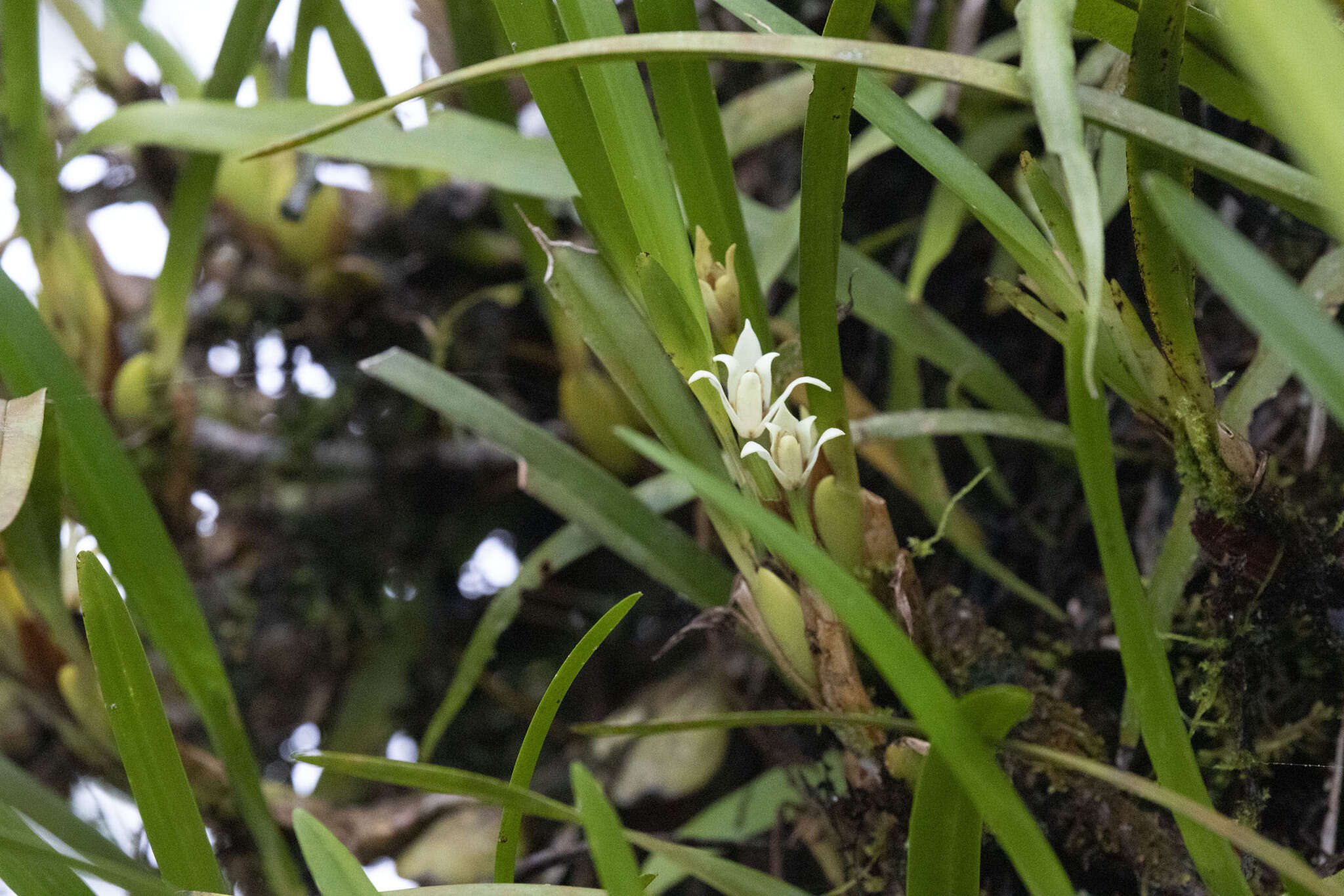 Image of Maxillaria alba (Hook.) Lindl.