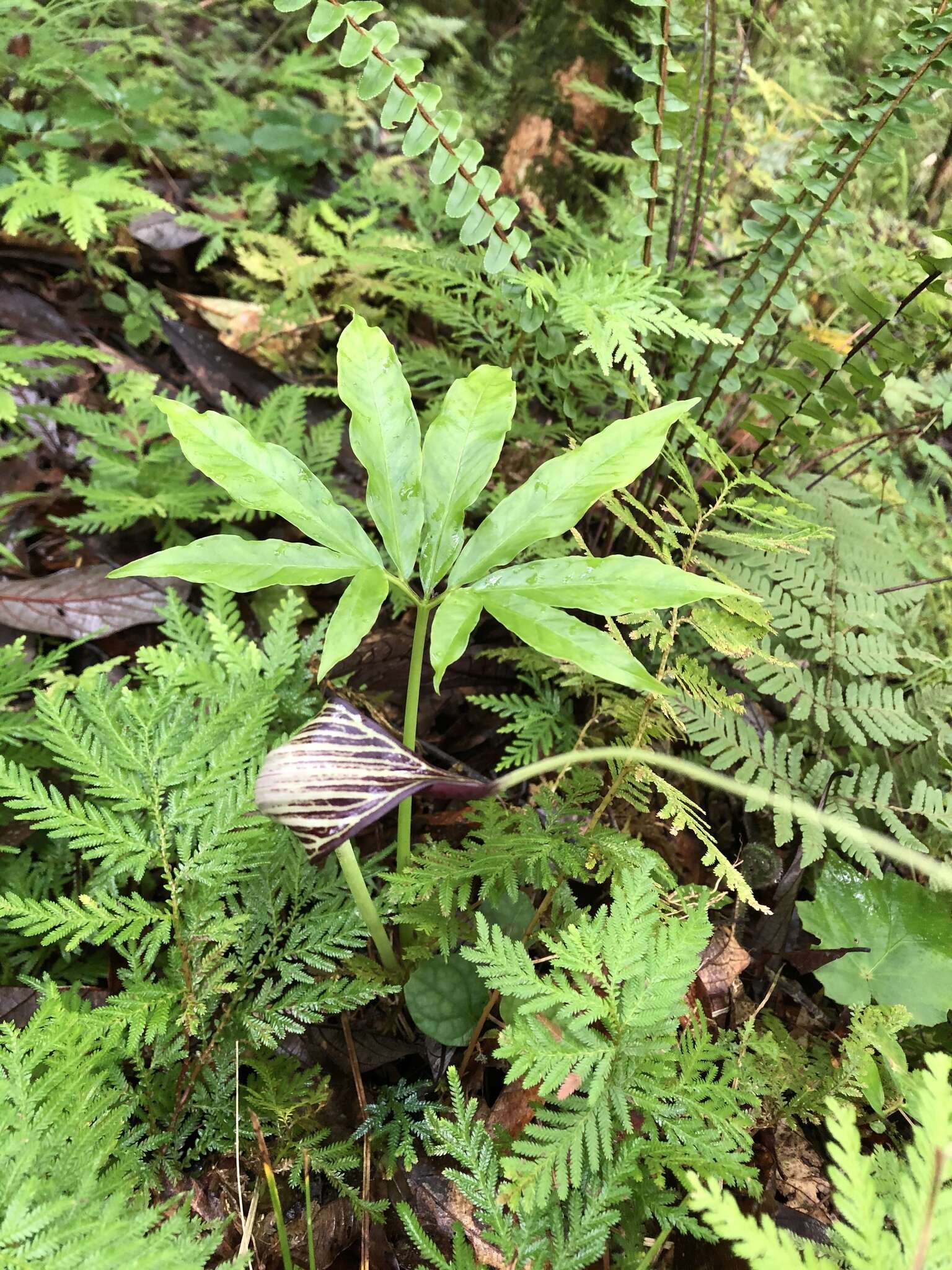 Image of Arisaema thunbergii subsp. autumnale J. C. Wang, J. Murata & H. Ohashi