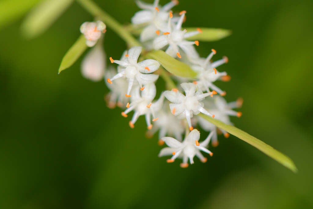 Image de Asparagus densiflorus (Kunth) Jessop