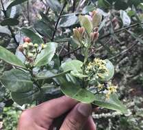 Image of mountain sandalwood