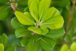 Image de Pittosporum tobira (Murray) Aiton fil.