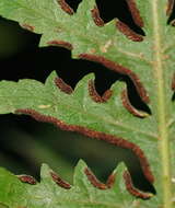 Sivun Pteris epaleata D. J. Ohlsen kuva