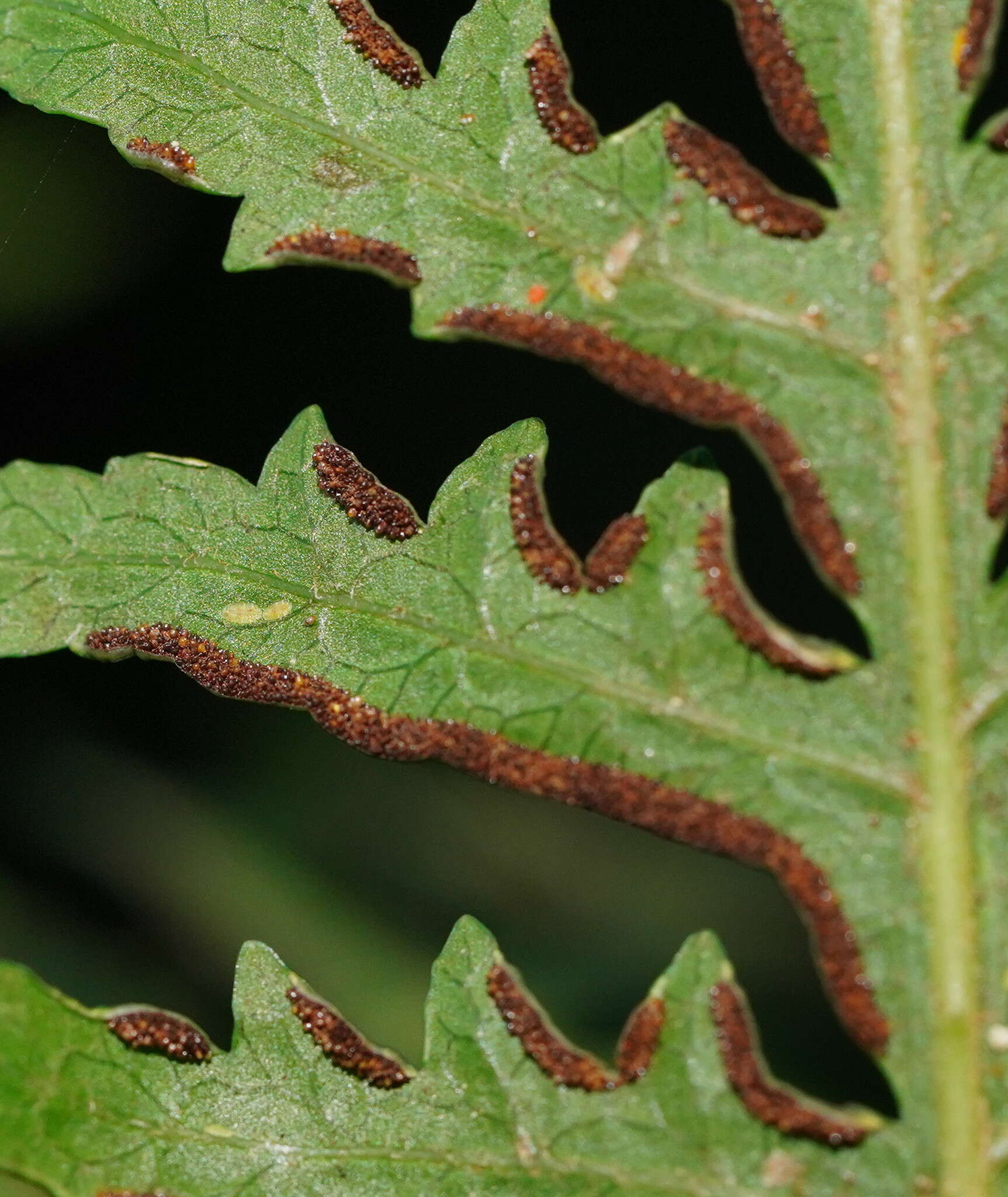 Sivun Pteris epaleata D. J. Ohlsen kuva