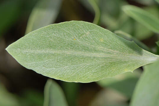 Image of Sea Oxeye