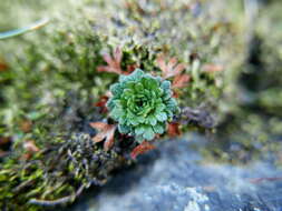 Image of Saxifraga willkommiana Boiss. ex Engl.